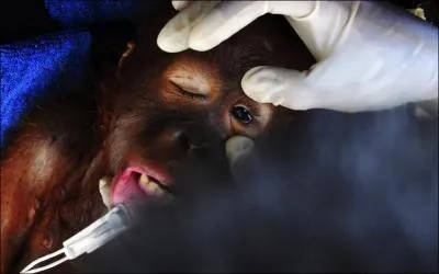 Quel primate, partageant avec nous la plupart de nos gnes, voyez-vous sur la photo ?