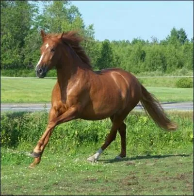 Pour monter  cheval, il faut toujours ajuster ses deux rnes .