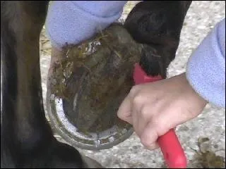 Il est prfrable de curer les pieds  l'extrieur du box, de la stalle, ou de la stabulation.