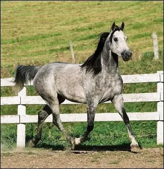 Parmi ces trois robes, laquelle est une robe simple ?