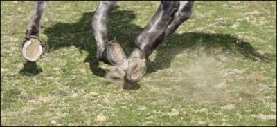 Il faut s'assurer que les fers soient bien fixs aux sabots ...