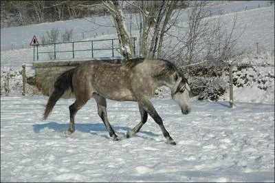 En hiver, il faut penser  protger son cheval avec ...