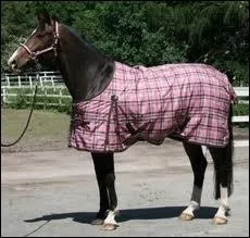 Peut-on couvrir son cheval avec une couverture pendant le transport ?