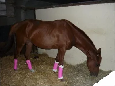 Les bandes de repos servent  soutenir et  reposer ...