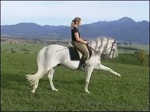 Que fait le cheval ?