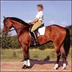 Le plus important pour s'arrter est de serrer les doigts sur les rnes sans reculer les mains .