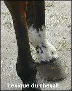 Quel est le nom de cette balzane ?