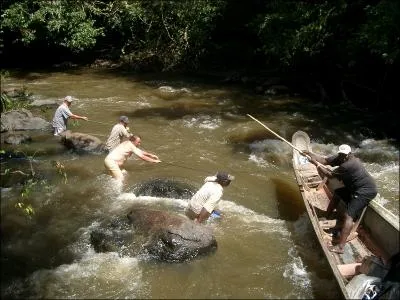 Les apercevoir en Guyane, dans les arbres, suppose d'avoir une trs bonne vue !