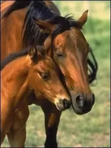 Combien de temps dure la gestation ?