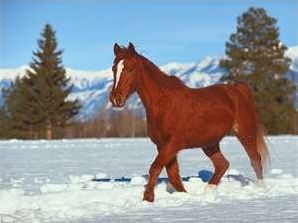 Quiz Chevaux