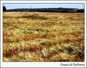 Ce vieillard possédait des (... ) de blés et d'orge ;