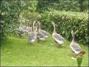 Des formules de camping connaissent un intérêt tout particulier notamment quand elles permettent de privilégier les contacts avec les loueurs.