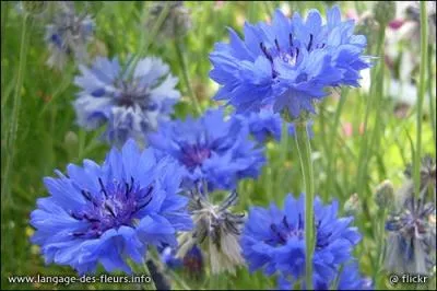 Quelles sont ces fleurs qui poussent en t ?