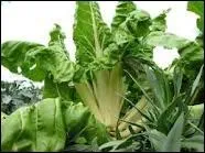 Quel est ce lgume qui pousse en t ?