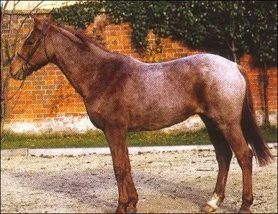 Quelle est la couleur de cette robe ?