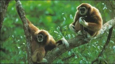 Ces singes sont des gibbons !
