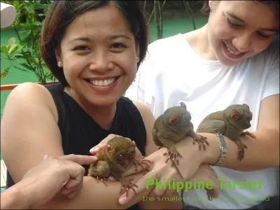 On trouve des tarsiers aux Philippines !