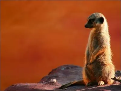 C'est dans les plaines d'Asie que l'on peut voir ces animaux !