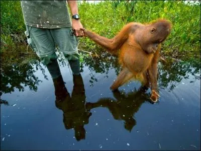 Manifestement, ce singe est un orang-outan !