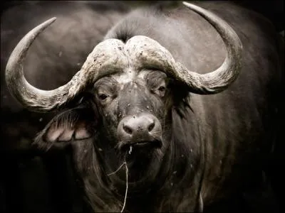 Et ce bovid est bien sr un zbu d'Asie !