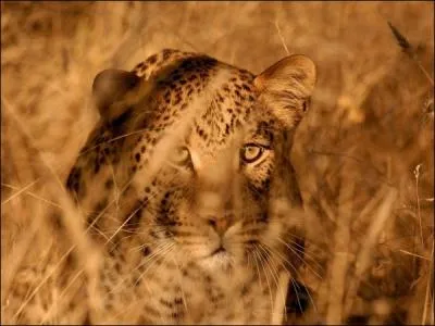 Le Lopard d'Afrique adore chasser le pcari !