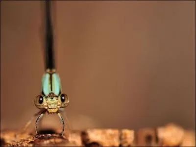 Cet insecte, la demoiselle, est une proie de la libellule !
