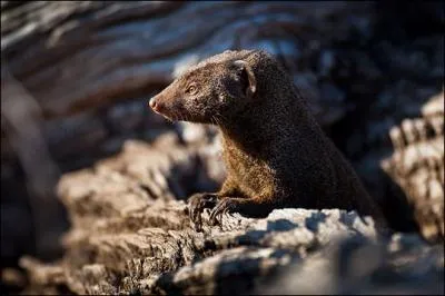 Dans  Le livre de la Jungle , de Rudyard Kipling, l'un des pisodes mentionne le combat de Rikki-Tikki-Tavi, la mangouste !