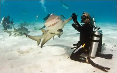 Comme ne le montre pas la photo, il existe un requin qui vit sous la banquise du Ple Nord !