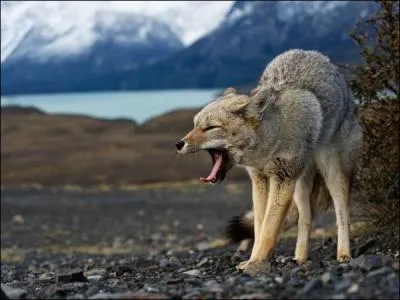 Et bien entendu, vous savez galement que l'on trouve des coyotes en Afrique !