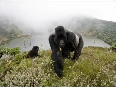 Le mle du gorille de plaine, comme sur la photo, s'appelle dos argent, regardez attentivement la photo !