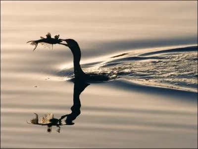 Ce grbe est un grand amateur de poissons !