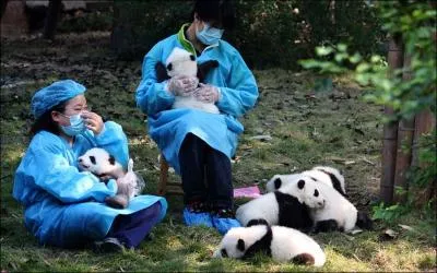 C'est au centre de reproduction de Chengdu, en Chine, que l'on s'occupe de la reproduction du panda gant !