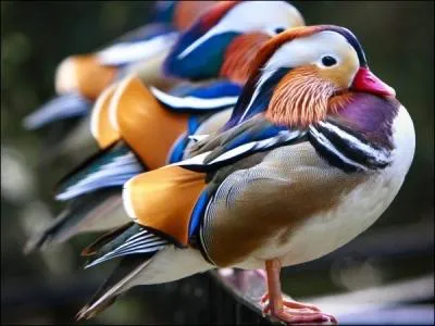Ces magnifiques canards sont des canards mandarins !