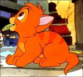 Comment s'appelle ce petit chaton ?