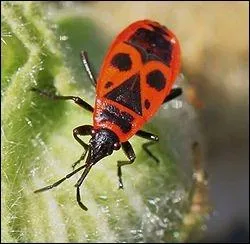 L'insecte nomm  gendarme  est :
