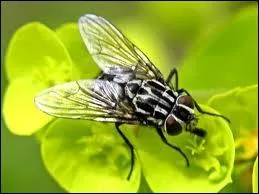 Quelle est la dure de vie moyenne de la mouche dite  domestique  ?