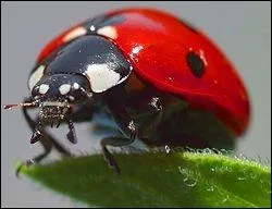 Combien de points, la coccinelle la plus connue nomme coccinella septepunctatta possde-t-elle ?
