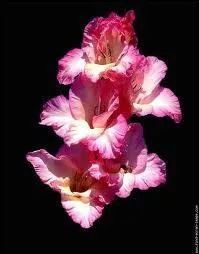 Quelle est cette fleur ?