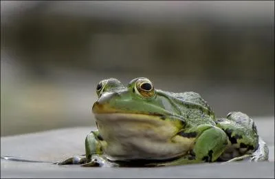 Quel est cet animal ?