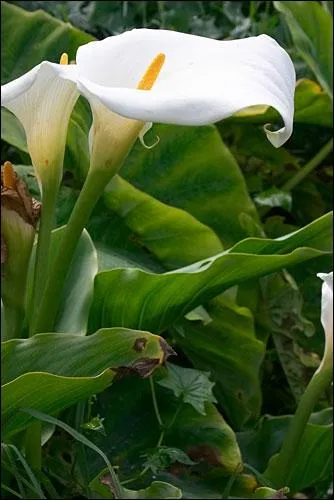 Quelle est cette fleur ?