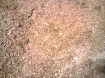 Pourquoi certains chevaux ont-ils une litire en tourbe ?