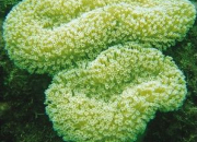 Quiz Les coraux mous