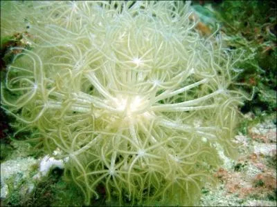 Quel est ce corail ?