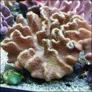 Quel est ce corail ?