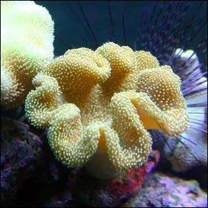 Quel est ce corail ?