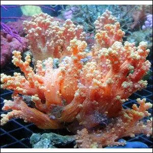 Quel est ce corail ?