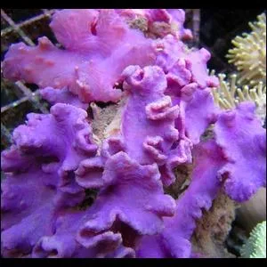 Quel est ce corail ?