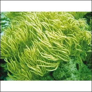 Quel est ce corail ?