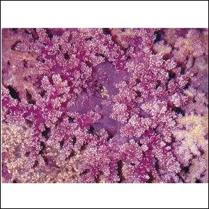 Quel est ce corail ?