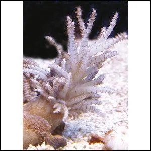 Quel est ce corail ?